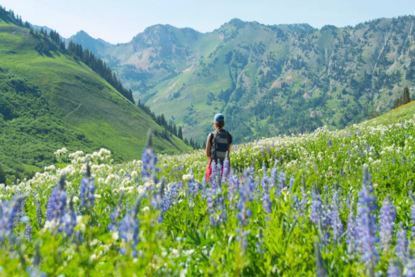 Cách dùng ChatGPT để tìm những cung đường leo núi ít người biết vào mùa hè